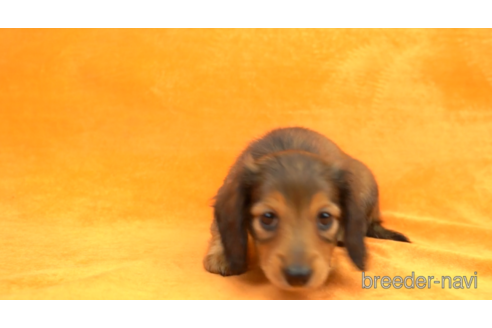 成約済の東京都のミニチュアダックスフンド(ロングヘアード)-154154の2枚目